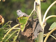 Baeolophus inornatus