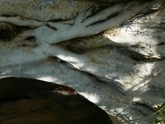 Ficus cordata cordata