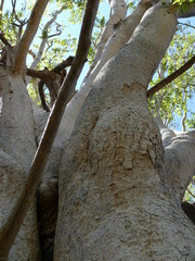 Ficus cordata cordata