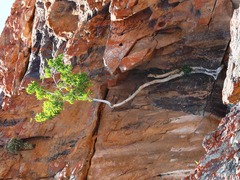 Ficus cordata cordata