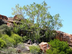 Ficus cordata cordata