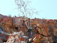 Ficus cordata cordata