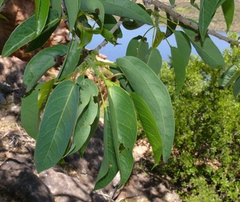Ficus cordata cordata
