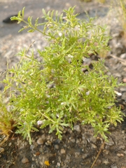 Leucospora
