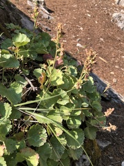 Telesonix heucheriformis