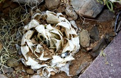 Haworthia lockwoodii