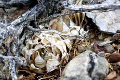 Haworthia lockwoodii