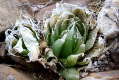 Haworthia lockwoodii