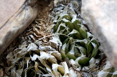 Haworthia lockwoodii