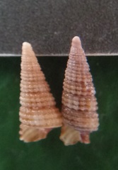 Monophorus nigrofuscus