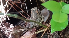 Incilius porteri