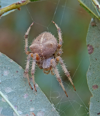 Araneus