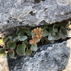 Telesonix heucheriformis