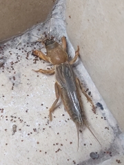 Neocurtilla