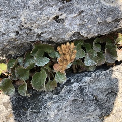 Telesonix heucheriformis