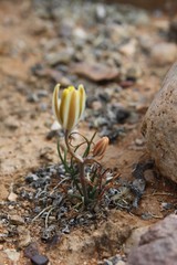 Albuca longipes