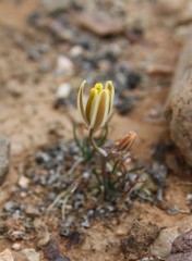 Albuca longipes