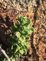 Ophryosporus triangularis