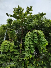 Endospermum diadenum