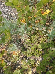 Arctostaphylos canescens