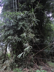 Bambusa tuldoides