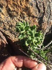 Ophryosporus triangularis