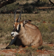 Hippotragus equinus equinus