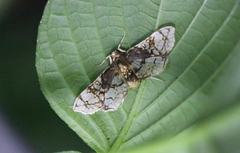 Omphisa anastomosalis