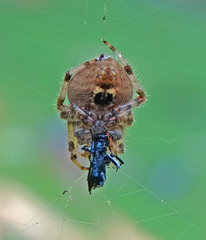 Araneus