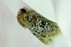 Hemibryomima chryselectra