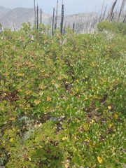 Arctostaphylos canescens