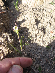 Disperis capensis capensis