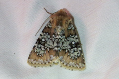 Hemibryomima chryselectra