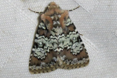 Hemibryomima chryselectra