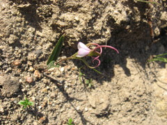 Disperis capensis capensis