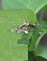 Omphisa anastomosalis