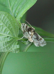 Omphisa anastomosalis