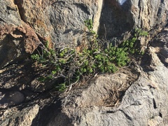 Ophryosporus triangularis