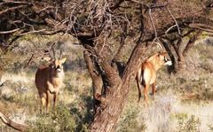 Hippotragus equinus equinus