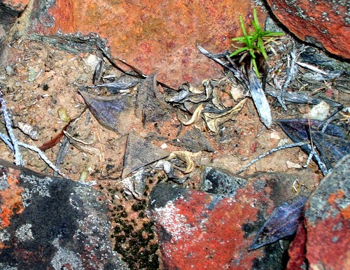 Haworthia marxii Gildenh. 2