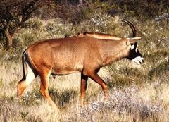 Hippotragus equinus equinus