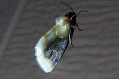 Chrysoecia scira