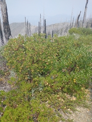 Arctostaphylos nevadensis