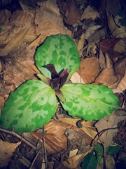 Trillium decumbens