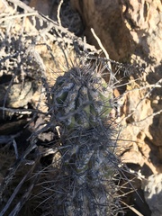Eulychnia breviflora