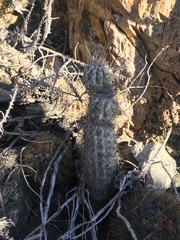 Eulychnia breviflora