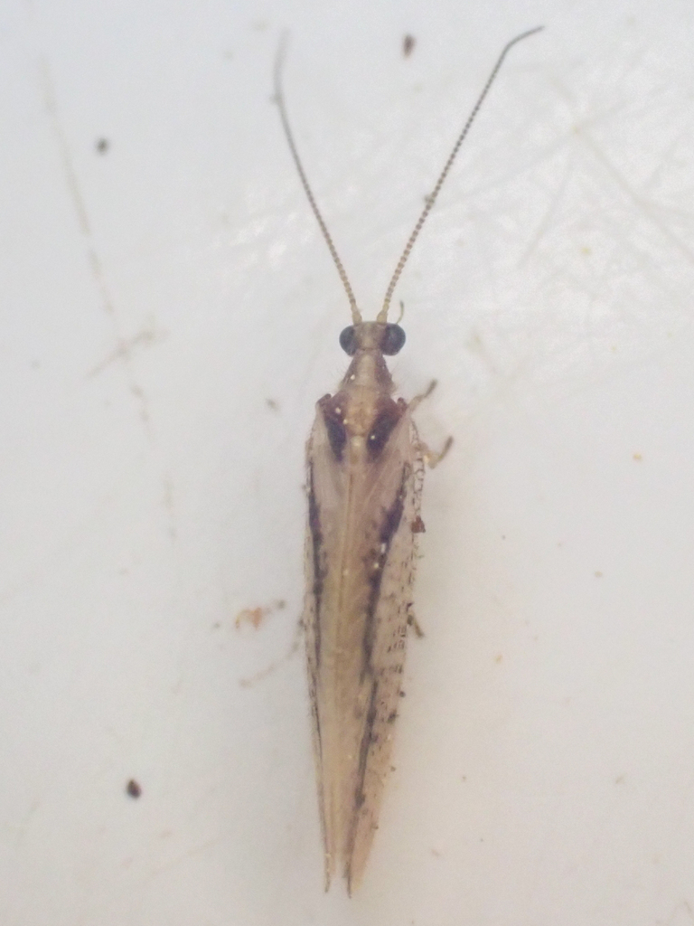 Hemerobius bistrigatus