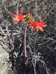 Zephyranthes phycelloides
