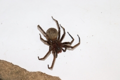 Phoneutria keyserlingi