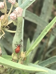 Oncopeltus fasciatus